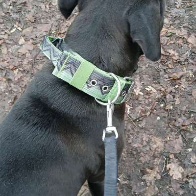 Welches Halsband trägt dein Hund und warum dieses?-Beitrag-Bild