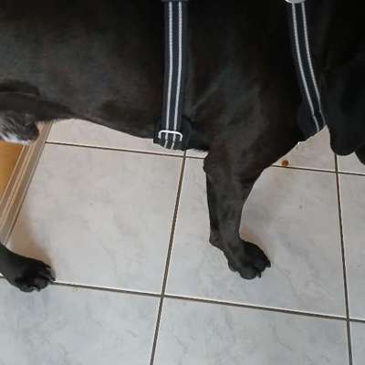 Wie sitzt mein Geschirr?-Beitrag-Bild