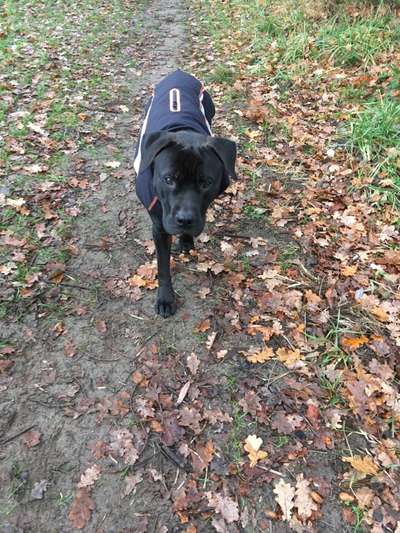 Hundekleidung - Top oder Flop-Beitrag-Bild