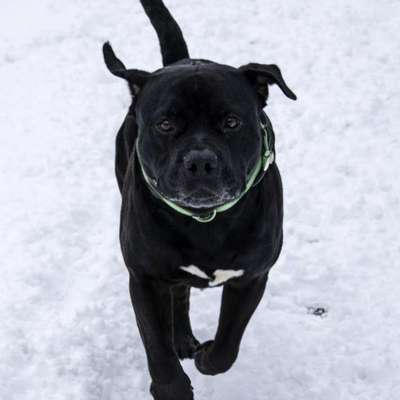 Nur die harten kommen in den Garten-Beitrag-Bild