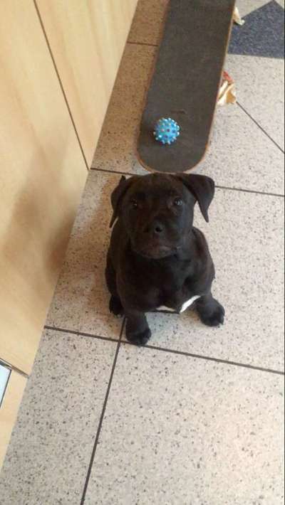 Phänotypisierung Olde English Bulldog-Beitrag-Bild