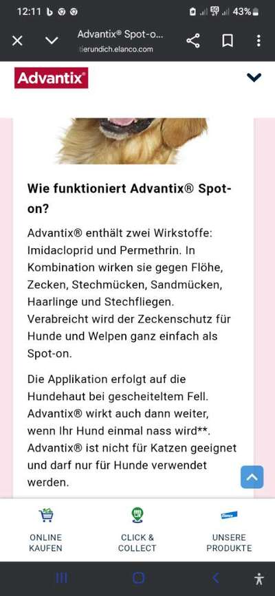 Juckreiz nach Spot-On (Advantix)-Beitrag-Bild