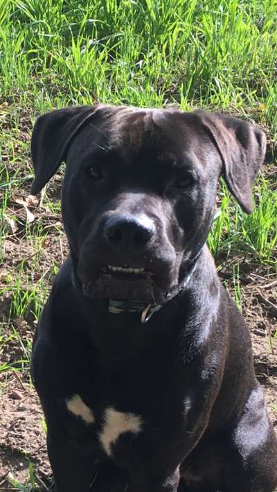 Die lustige Welt der Hunde-Mimik :)-Beitrag-Bild