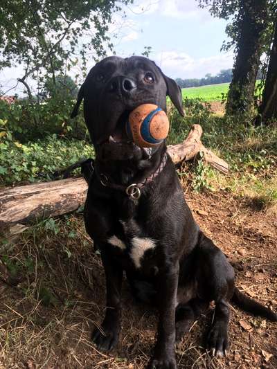 Großer Vollgummiball-Beitrag-Bild