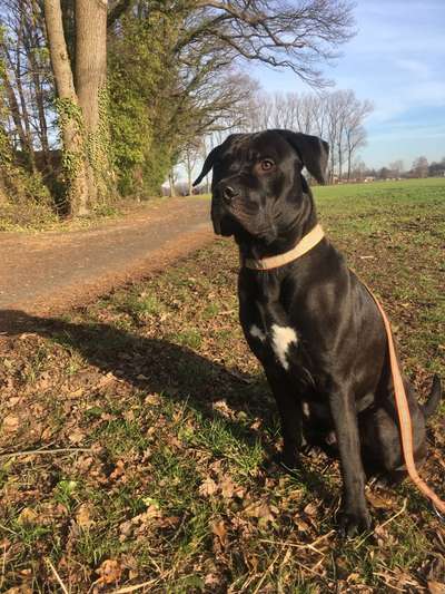 Freunde von 'Kampfhunden'-Beitrag-Bild