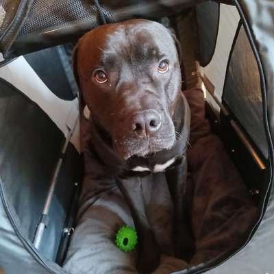 Empfehlung für Hundebuggys-Beitrag-Bild