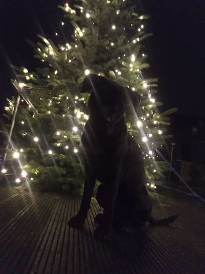 Dogorama Photo Challenge - Weihnachtsbaum-Beitrag-Bild