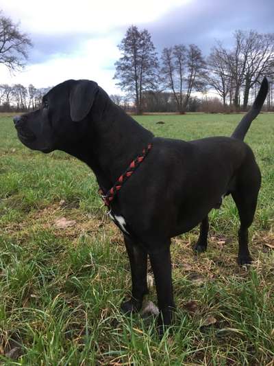 Black dogs are beautiful-Beitrag-Bild