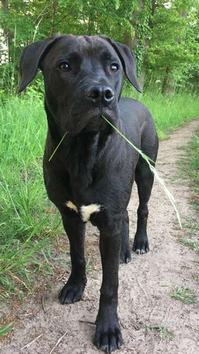 Welche Hunderasse-Beitrag-Bild