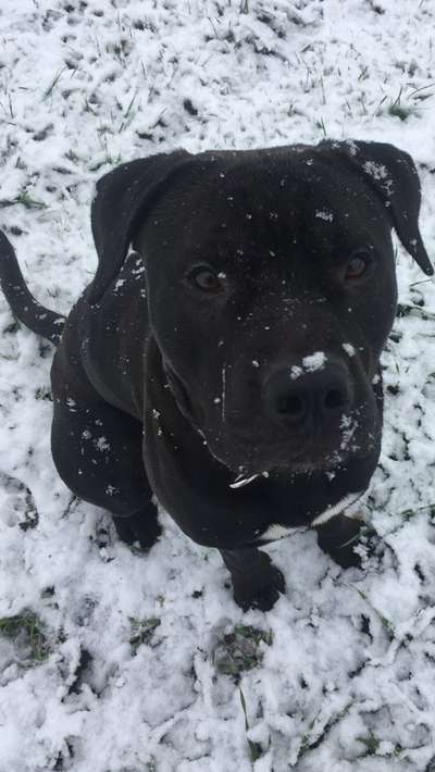 Black dogs are beautiful-Beitrag-Bild