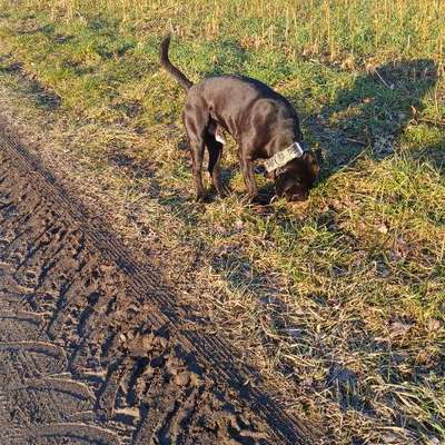 Wie optimal ist das Körpergewicht meines Hundes?-Beitrag-Bild