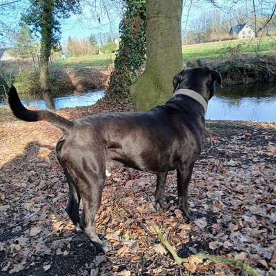 Wie optimal ist das Körpergewicht meines Hundes?-Beitrag-Bild