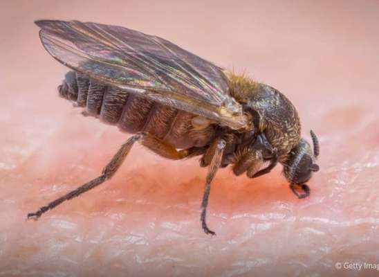 Hirschlausfliegen-Beitrag-Bild