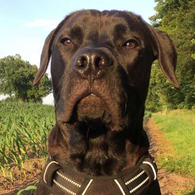 Presa Canario-Beitrag-Bild