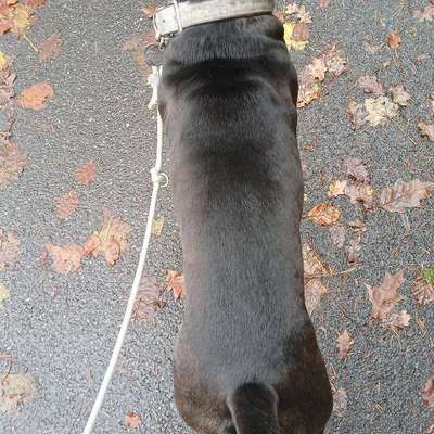 Wie optimal ist das Körpergewicht meines Hundes?-Beitrag-Bild