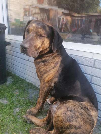 Freunde von 'Kampfhunden'-Beitrag-Bild