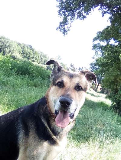 Unsere Fellnasen im Regenbogenland-Beitrag-Bild