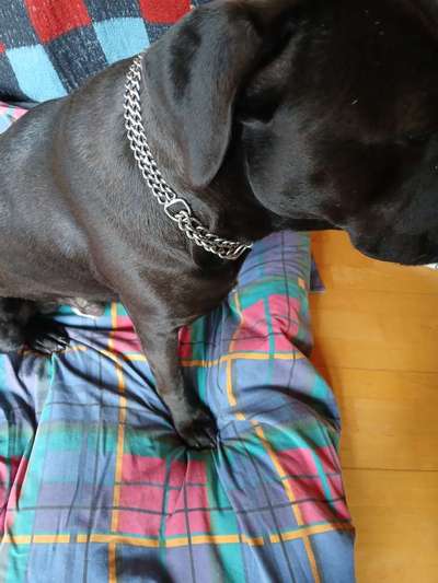 Hunde an die Leine-Beitrag-Bild