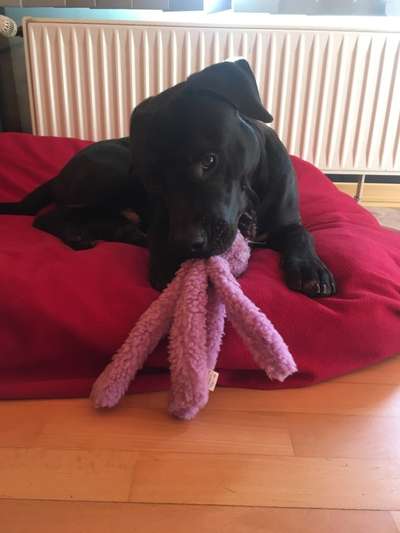 Euer Hund und sein Lieblingskuscheltier-Beitrag-Bild