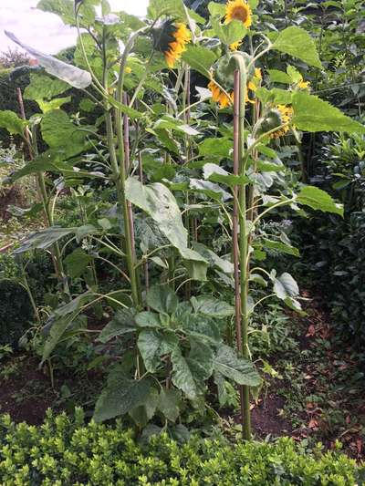 Skelettierten Hund im Garten gefunden-Beitrag-Bild