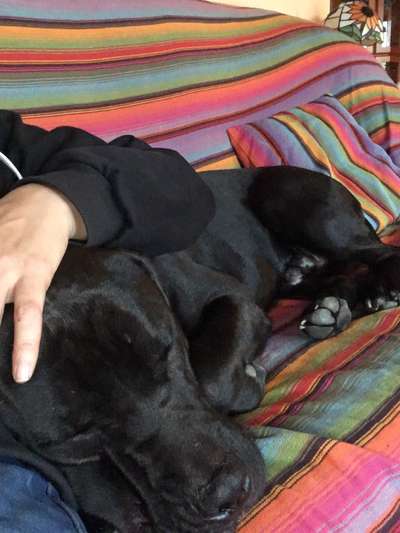 Zeigt her; eure "zu gross geratenen Schosshunde"-Beitrag-Bild