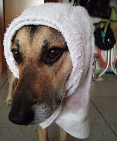 Hier ist der Spaßthread. Zum Schmunzeln und Kaputtlachen-Beitrag-Bild