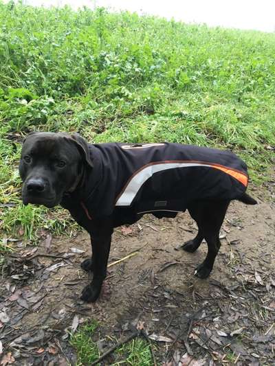 Hundekleidung - Top oder Flop-Beitrag-Bild