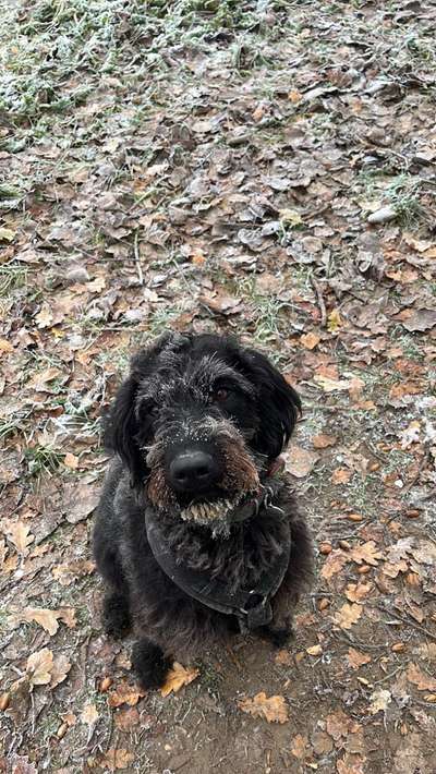 Fotochallenge - fremde Hunde-Beitrag-Bild