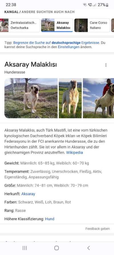 Gibt es hier noch mehr Türkische *Mastiffs*?-Beitrag-Bild