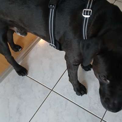 Wie sitzt mein Geschirr?-Beitrag-Bild