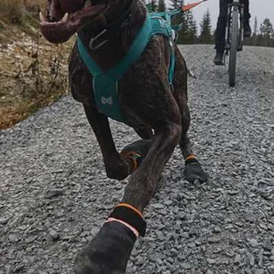 Schutz vor Streusalz-Beitrag-Bild