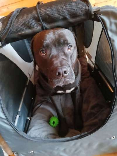 Hund an das fahren im Hundeanhänger gewöhnen-Beitrag-Bild