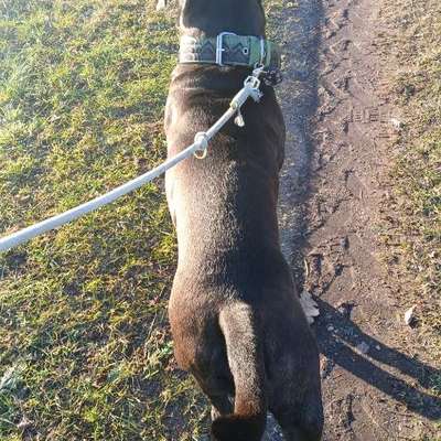 Wie optimal ist das Körpergewicht meines Hundes?-Beitrag-Bild