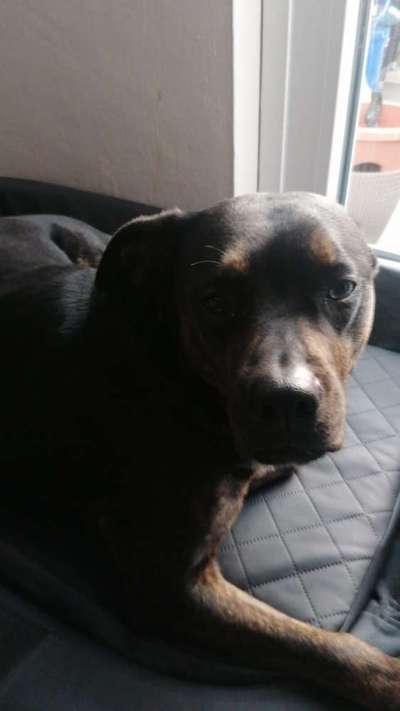 Qualzucht - Warum Aufklärung alleine nicht reicht-Beitrag-Bild