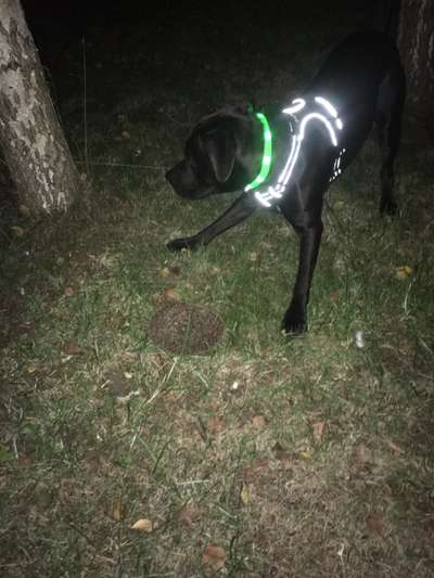 Blinkende Leuchthalsbänder, schädlich für Mensch und Hund-Beitrag-Bild