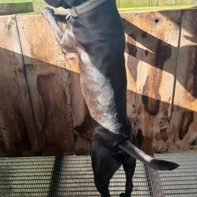 Wie optimal ist das Körpergewicht meines Hundes?-Beitrag-Bild