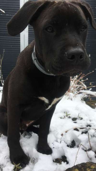 Phänotypisierung Olde English Bulldog-Beitrag-Bild