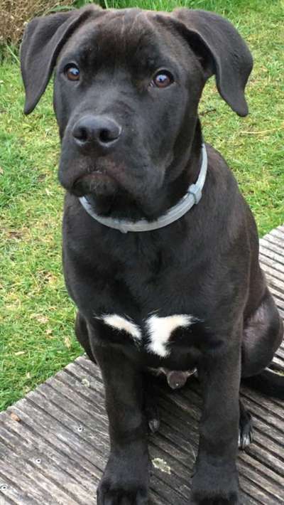 Phänotypisierung Olde English Bulldog-Beitrag-Bild