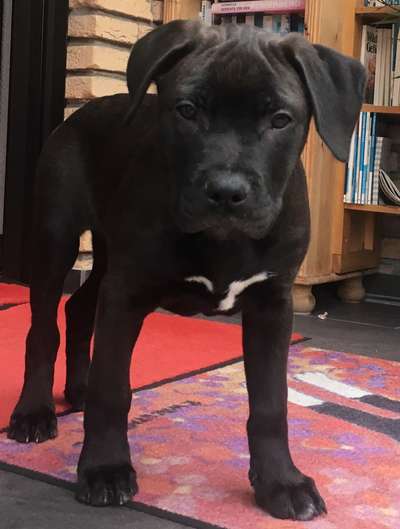 Vom Welpen zum Hund-Beitrag-Bild