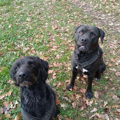 Spiele für Welpen-Beitrag-Bild