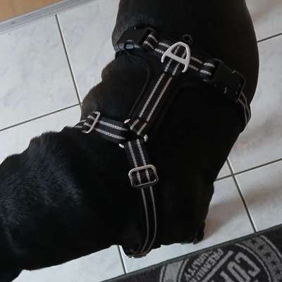 Wie sitzt mein Geschirr?-Beitrag-Bild