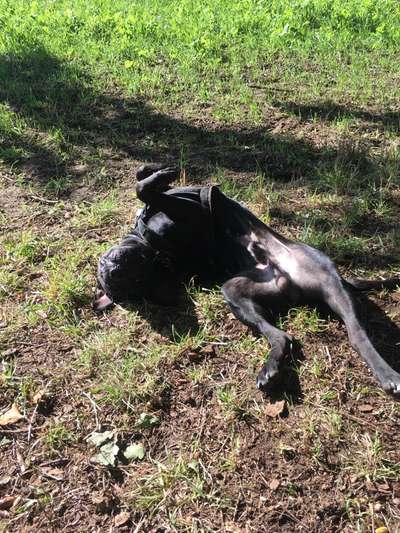 Fotosammlung: ,,Der natürliche Hund" Unbearbeitet, ungestellt und in Natura-Beitrag-Bild