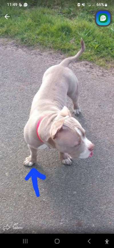 American Bully – Neue Einstufung als gefährlicher Hund in Braunschweig-Beitrag-Bild