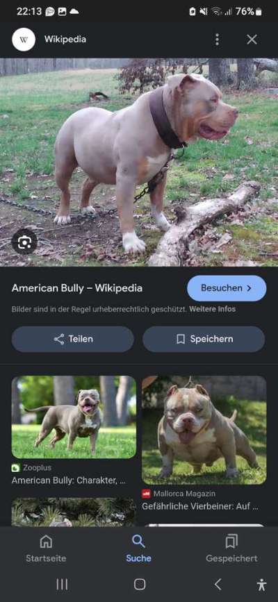 American Bully – Neue Einstufung als gefährlicher Hund in Braunschweig-Beitrag-Bild
