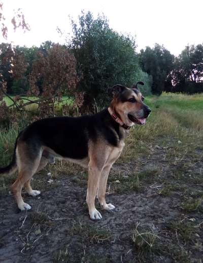 Shepweiler Schäferhund x Rottweiler-Beitrag-Bild