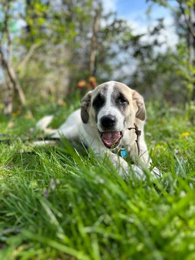 TierschutzhundeStammtisch🐕-Beitrag-Bild