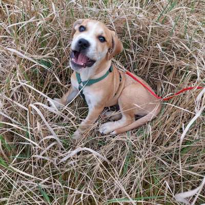 Hundetreffen-Spielen und Toben-Bild