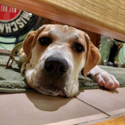 Hundetreffen-gemütliche Spaziergänge-Bild