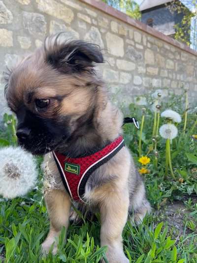 Die Dogorama Monats Challenge "Es grünt und blüht"-Beitrag-Bild