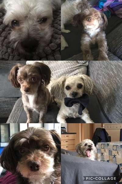 Bolonka Zwetna 🐾-Beitrag-Bild